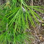 Actiniopteris semiflabellata Leaf