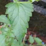 Ageratum conyzoides Лист