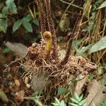 Triplophyllum fraternum Otro
