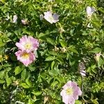 Rosa rubiginosa Blüte