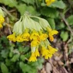 Primula verisFlower