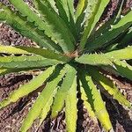 Agave xylonacantha