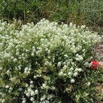 Lepidium latifolium Hábito