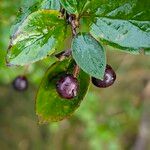 Cotoneaster integerrimus Mbuma
