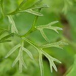 Coriandrum sativum Φύλλο