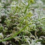 Galium verrucosum Hábito