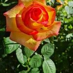 Rosa spp.Flower