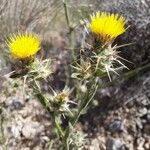 Centaurea melitensis Flor