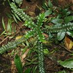Diospyros buxifolia Лист
