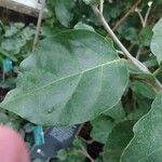 Juanulloa mexicana Hoja