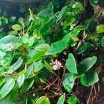 Begonia elaeagnifolia Folha