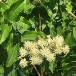 Clematis vitalbaFlower