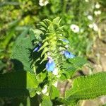 Salvia hispanica Blüte