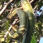 Cassia grandis Fruit