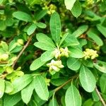 Exochorda × macrantha Fruit