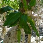 Atractocarpus platixylon Other
