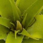 Navia splendens Leaf
