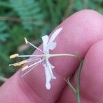 Anthericum ramosum Floare