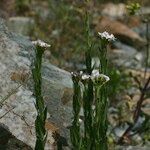 Arabis planisiliqua Habitus