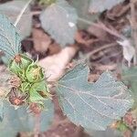 Malvastrum coromandelianum Blomst