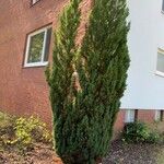 Juniperus chinensis Folha