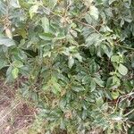 Antidesma membranaceum Leaf