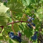 Vitis riparia Агульны выгляд