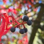 Parthenocissus quinquefolia Fruit