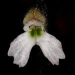Cheirostylis montana Fiore