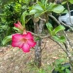 Adenium multiflorum Цвят
