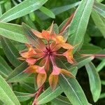 Euphorbia dendroides Flower