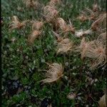 Dryas drummondii Habit