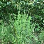 Cytisus scopariusBlad