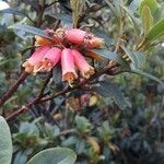 Rhododendron keysii