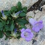 Campanula carpatha