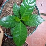 Coffea arabica Φύλλο