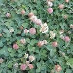 Trifolium fragiferum Συνήθη χαρακτηριστικά