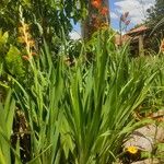 Gladiolus dalenii Habitus