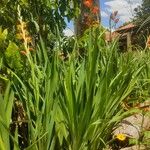 Gladiolus dalenii Vekstform