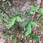 Poncirus trifoliata Листок