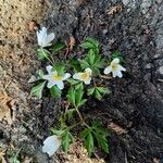 Anemone quinquefoliaCvet