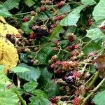 Rubus fruticosus Fruit