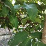 Syzygium samarangense പുഷ്പം
