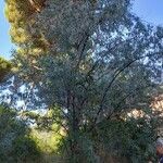 Elaeagnus angustifolia ᱛᱟᱦᱮᱸ