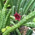 Huernia schneideriana Lorea