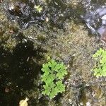 Azolla filiculoides Leaf