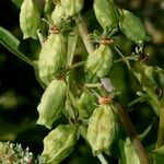 Reseda odorata Plod