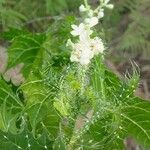 Cnidoscolus angustidens Flower