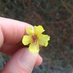 Verbascum sinuatum Flor