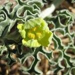 Citrullus colocynthis Flor